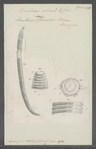 lossy-page1-388px-lumbricus_semifasciatus_-_-_print_-_iconographia_zoologica_-_special_collections_university_of_amsterdam_-_ubainv0274_103_03_0003-tif